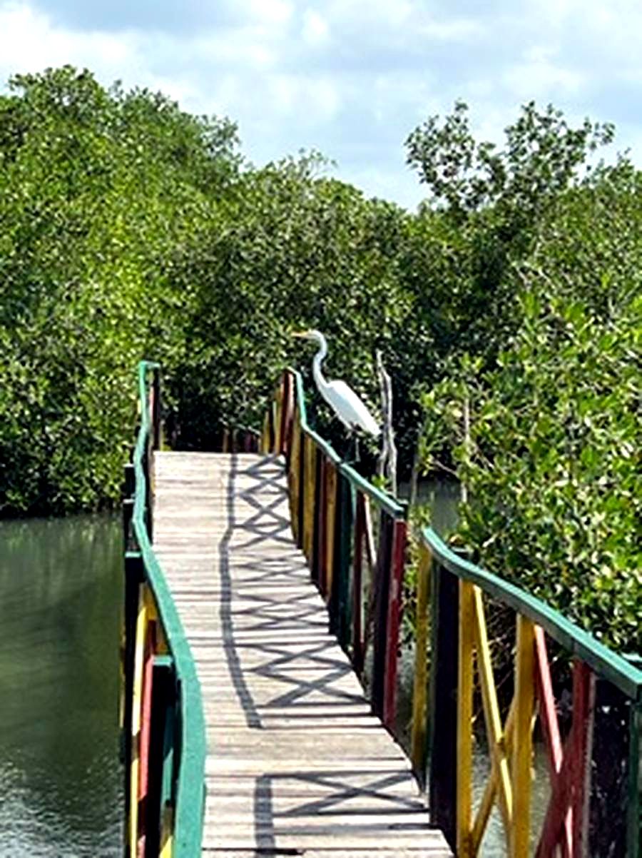 Wooden bridge through a mangrove forest
